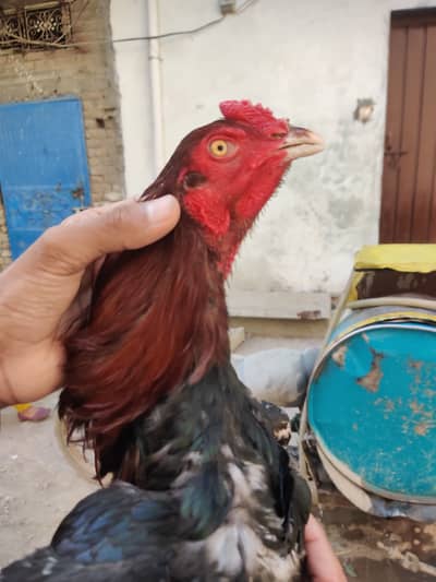 Top Quality Aseel Patha for Sale | 1 Year Age | Healthy & Active