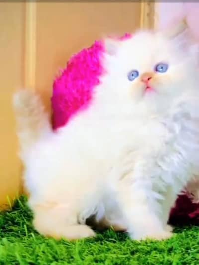 Persian cat,in kitan for Sale may WhatsApp 03464644037