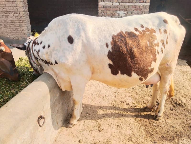 friesian cros first timer 2