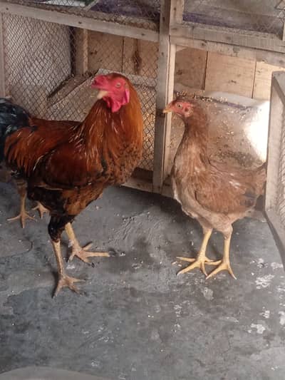 Asal Golden Murga or Aik Aseel Murgi ha or aik chota bacha h 3 mah ka