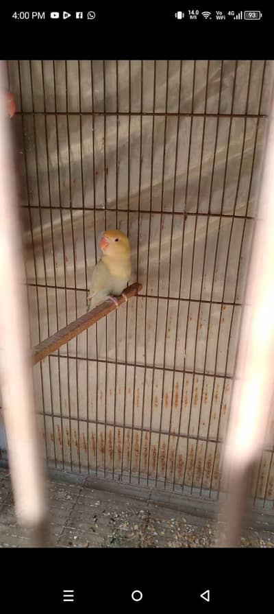 albino/ parblue /blue opline /uwing