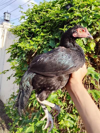 High Quality kmaliA aseel Pathi for sale