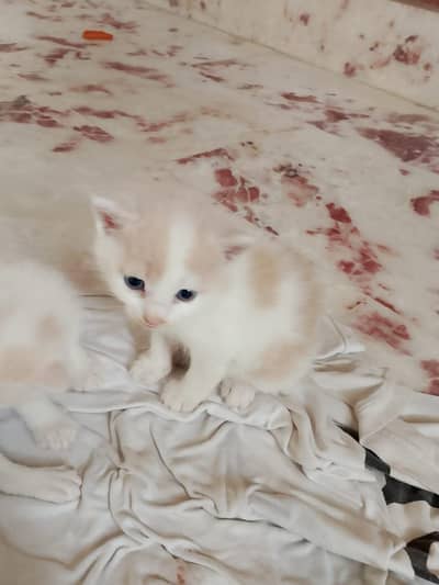 health and active semi Persian mother and 4 kittens for sale