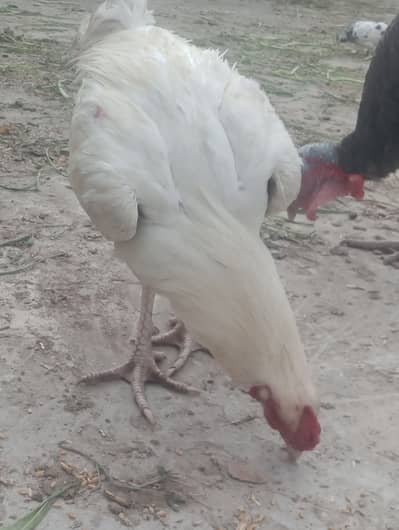 white cock