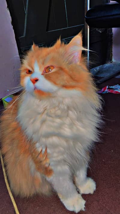 Persian cat of good breed