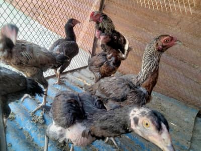 aseel hens / murga / murgi chicks