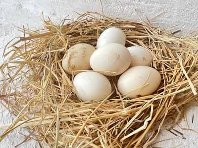 duck fertile eggs for sale