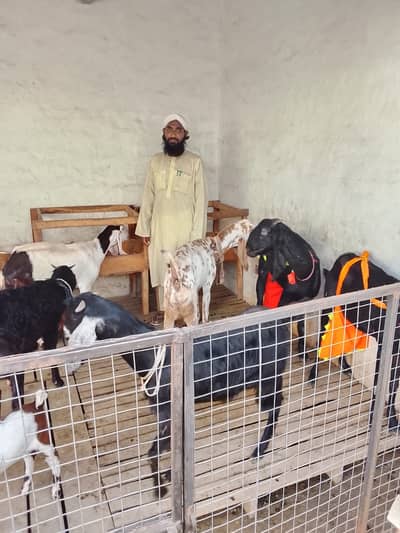 Goats |Milky Goats | Goats Female Milk | For Sale