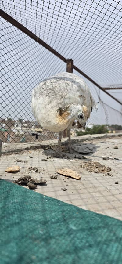 White Female Peacock for Sale
