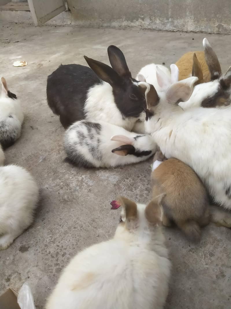 rabbit 6