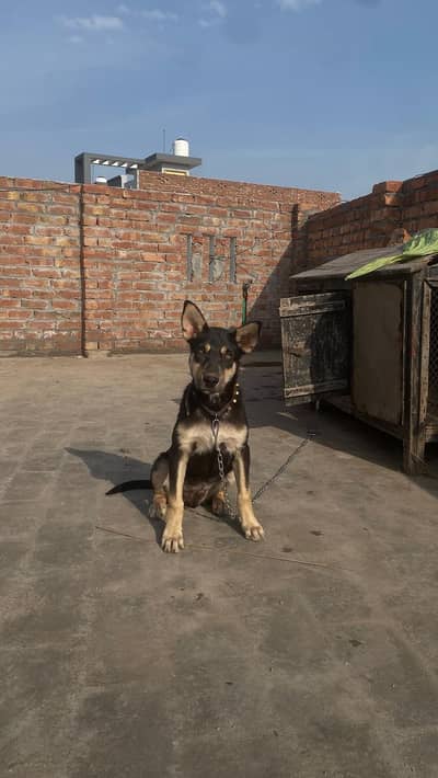 Alsatian German shepherd cross