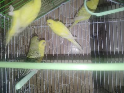 budgies and love birds and diamond are available