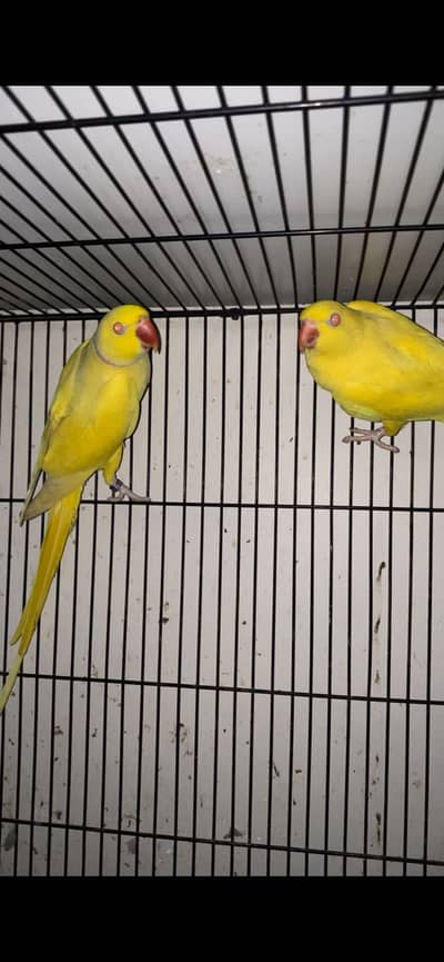 Yellow breeder pair