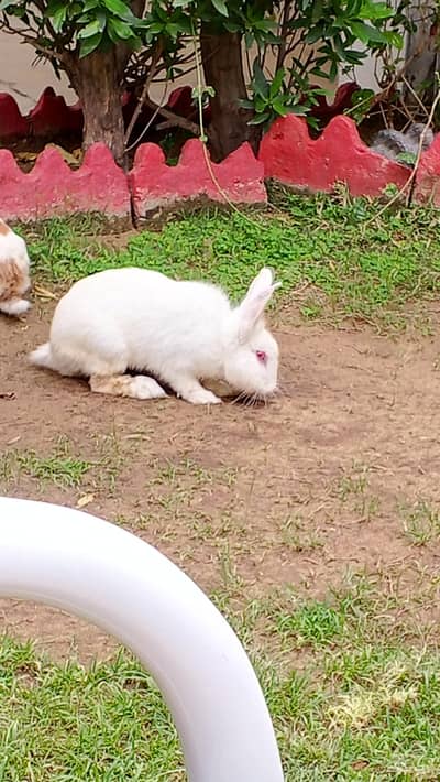 angora white lion devil Eyed rabbit
