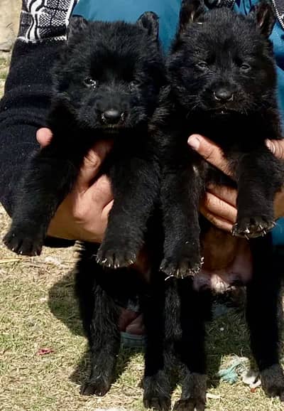 Black long-coated German Shepherd paor puppies are available for sale
