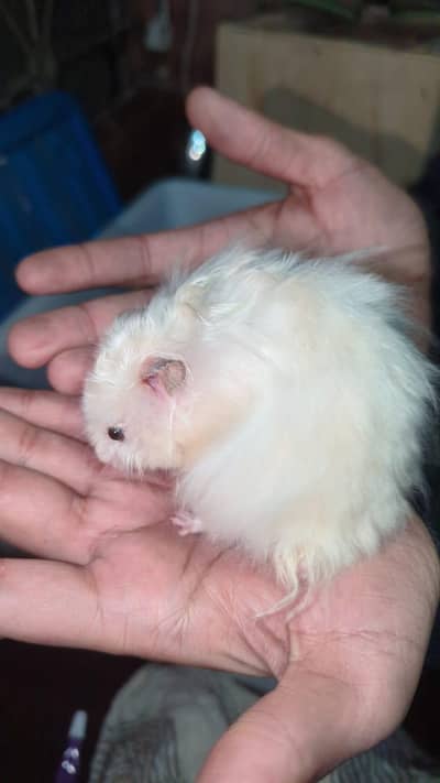 Extra Long Triple Coat Hamsters