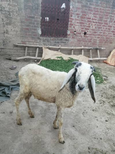 چھترا برائے فروخت