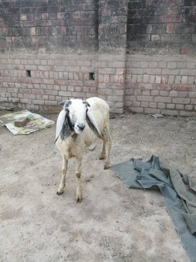 چھترا برائے فروخت 1