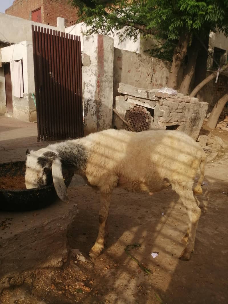 چھترا برائے فروخت 2