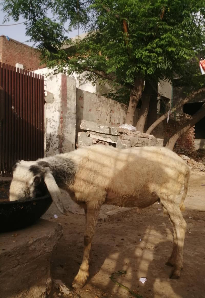 چھترا برائے فروخت 3