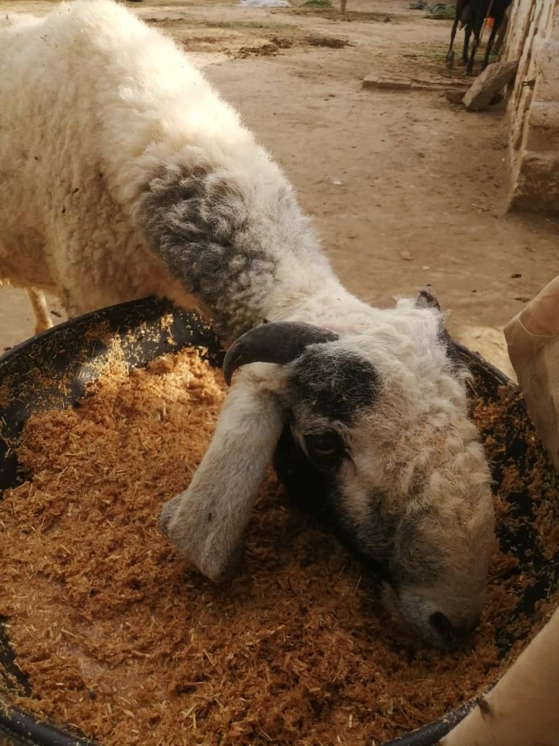 چھترا برائے فروخت 4