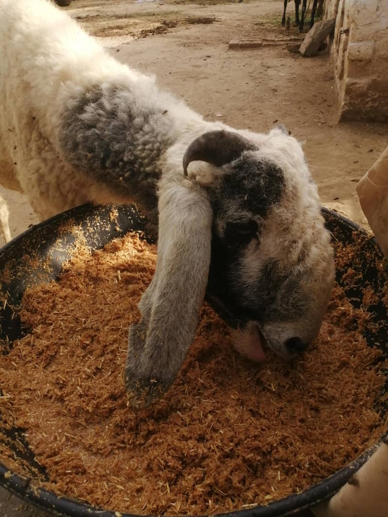 چھترا برائے فروخت 5