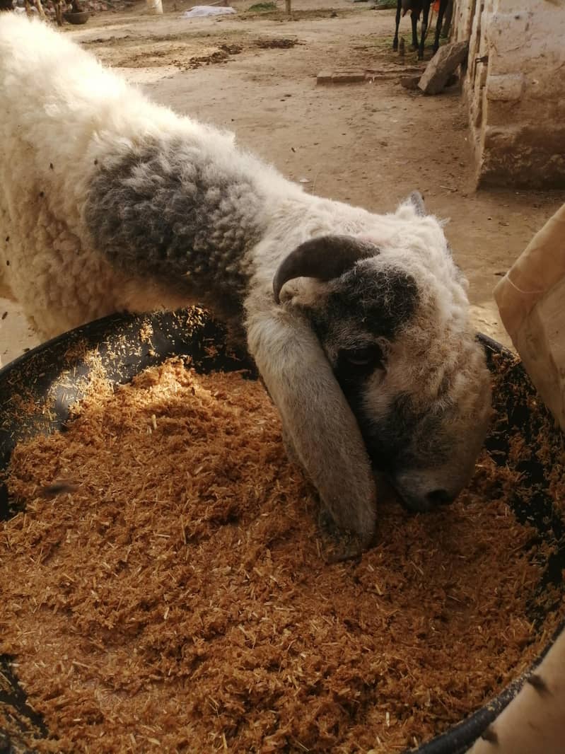 چھترا برائے فروخت 6