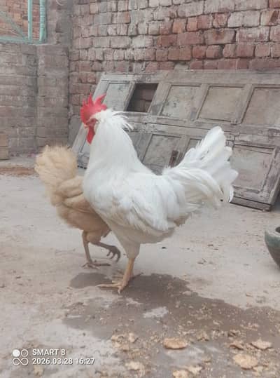 3000. paper white pair hay or murgi desi cross hay