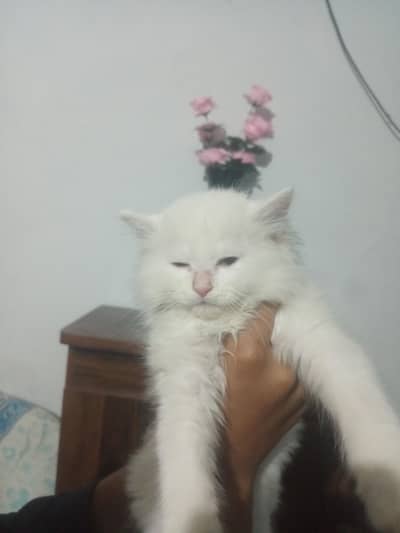 Triple coat kittens available contact#03281947009