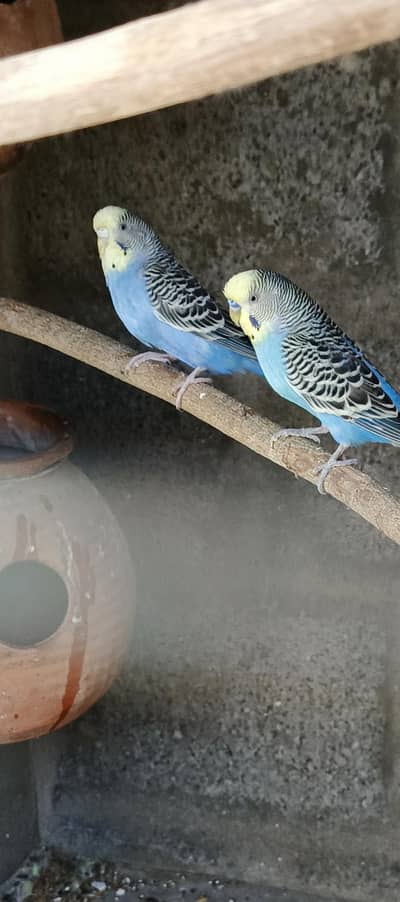 Budgies breeder pairs