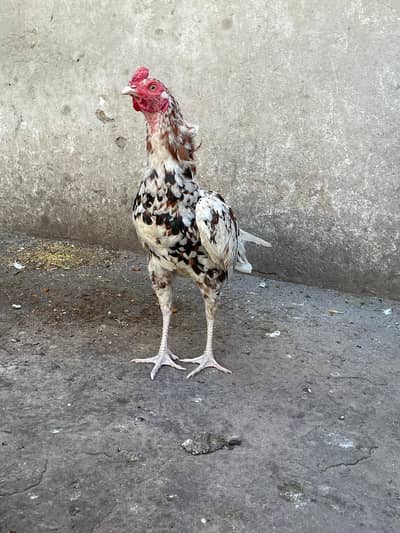 Aseel mianwali cheena cross male or desi male