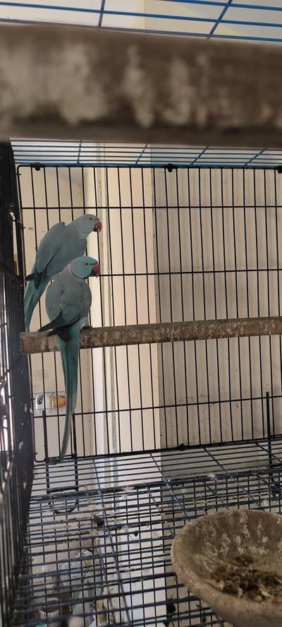 2 blue ringneck pairs for sale