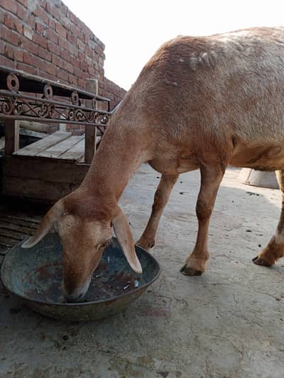 qurbani 2026 dumb for sell 03069730167