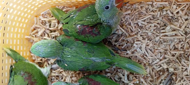 kashmiri Pahari chicks raw