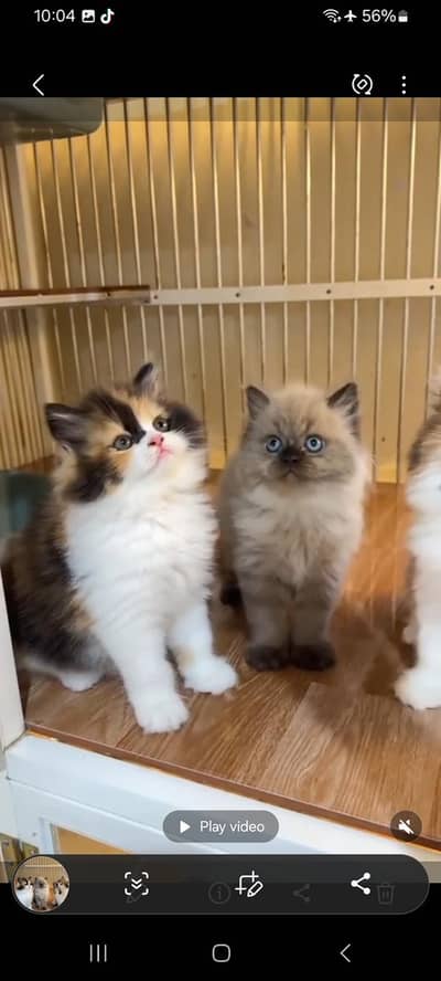 Persian cat,in kitan for Sale may WhatsApp 03464644037