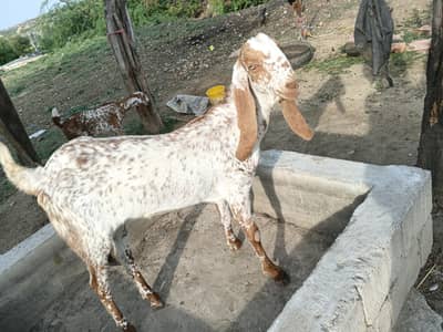 مکھی چینی پھٹ