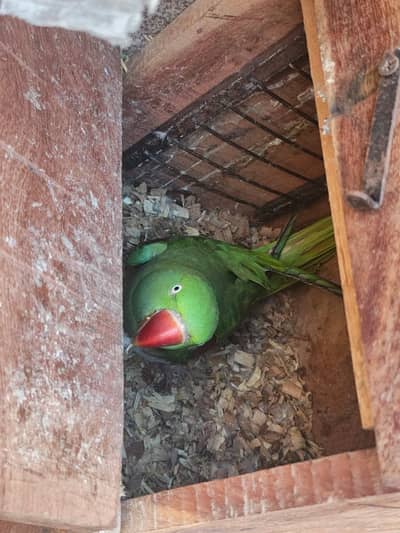 Ringneck Parrot | Raw breeder pair| Ringneck pair| talking | handtame