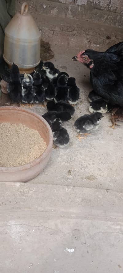 lasani cross Aseel chicks  for sale