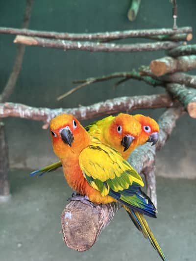 Sun Conures - Excellent Quality With DNA