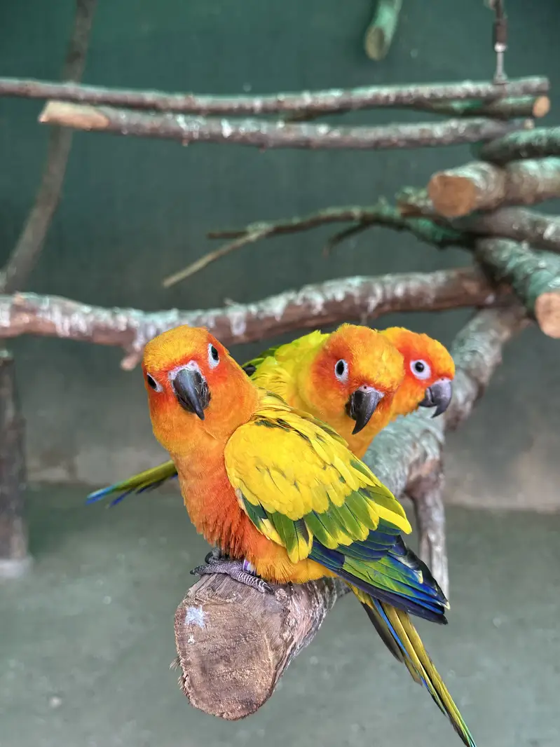 Sun Conures - Excellent Quality With DNA — photo 7