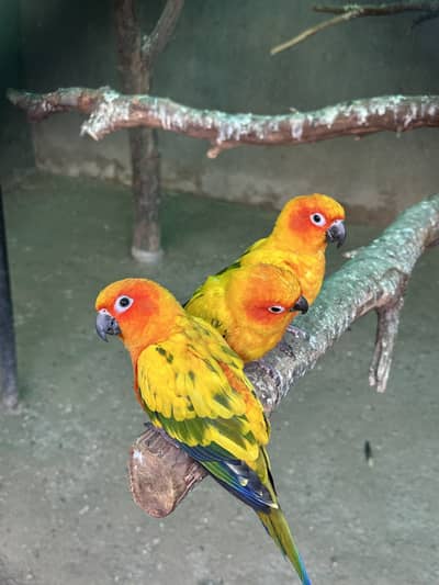 Sun Conures - Excellent Quality With DNA