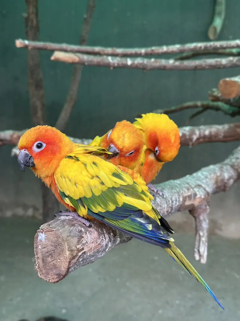 Sun Conures - Excellent Quality With DNA — photo 10