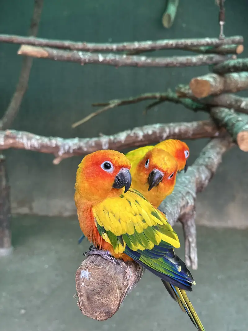 Sun Conures - Excellent Quality With DNA — photo 11