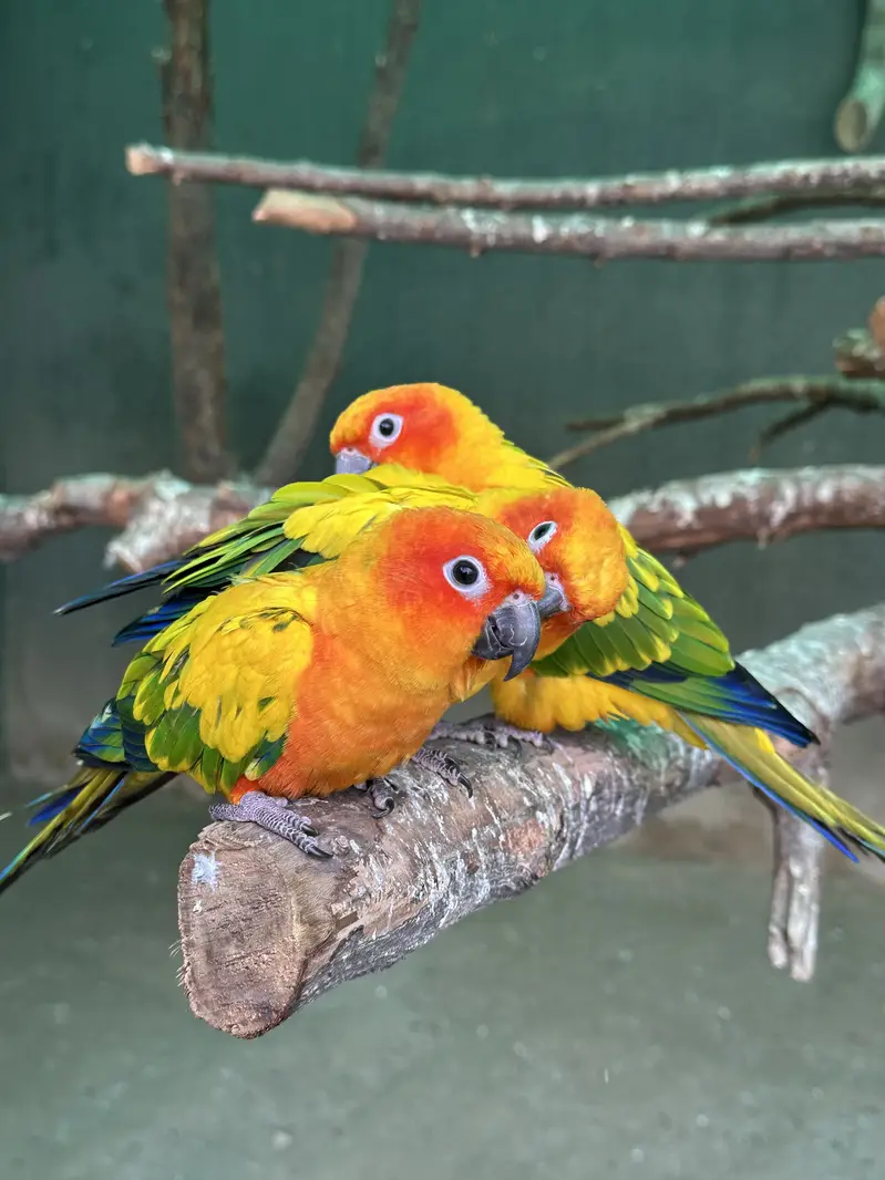 Sun Conures - Excellent Quality With DNA — photo 12