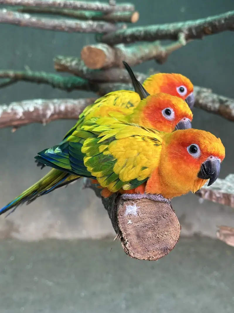 Sun Conures - Excellent Quality With DNA — photo 2