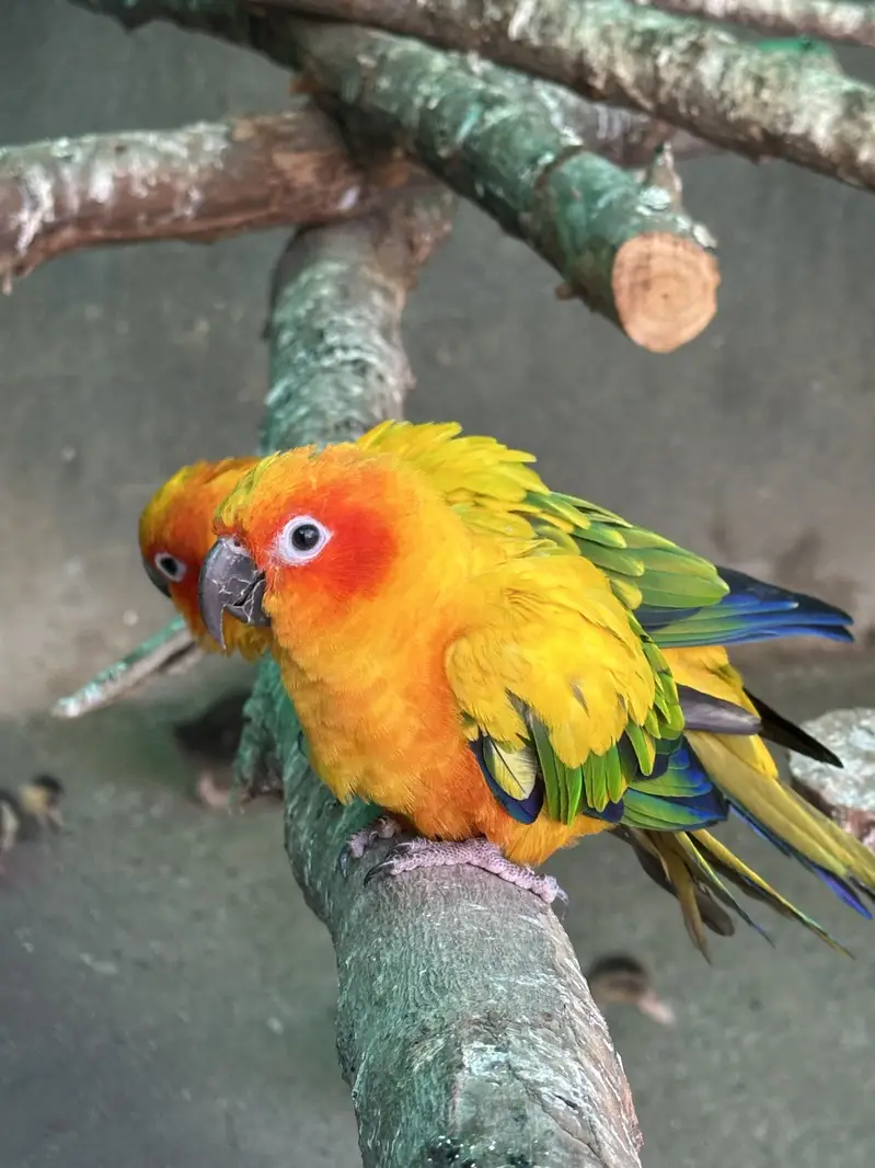 Sun Conures - Excellent Quality With DNA — photo 5