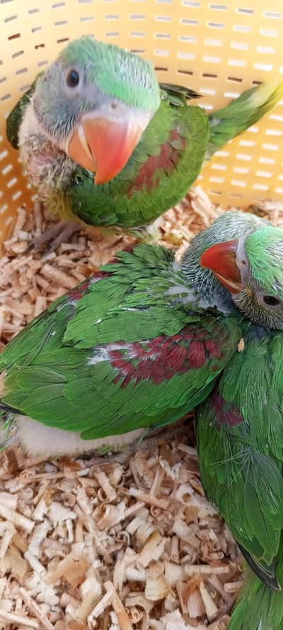 kashmiri Pahari chicks raw