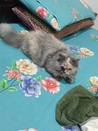 punch fac 3pl cot full trrnd hy bacha liya tha shq sy rakhi