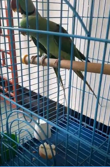 Parrot cage for sale