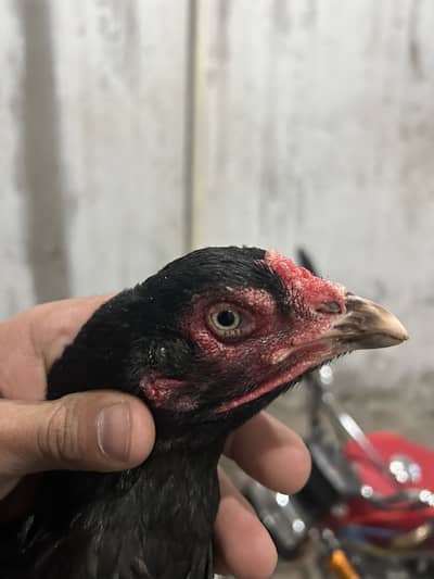 All brids for sale Aseel male and female aseel